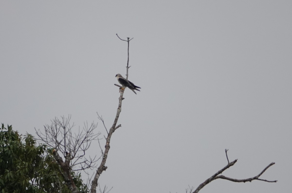 Black-winged Kite - Joe Heinlein