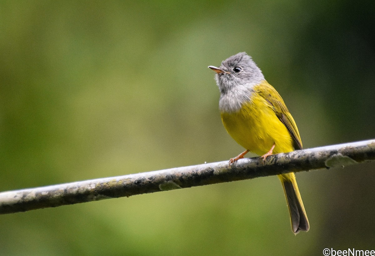 Gray-headed Canary-Flycatcher - Bismoy Pati