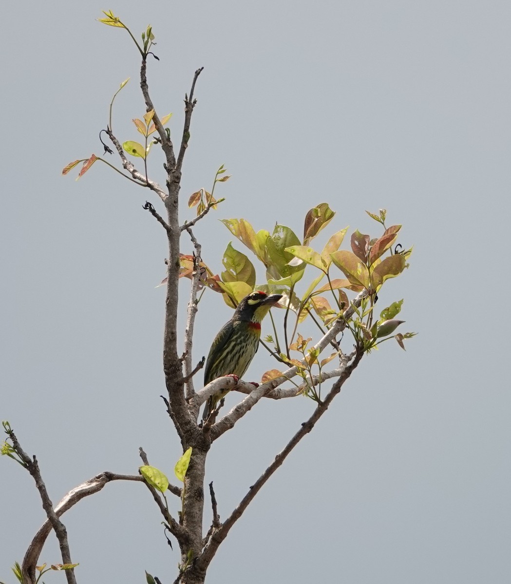 Coppersmith Barbet - Joe Heinlein