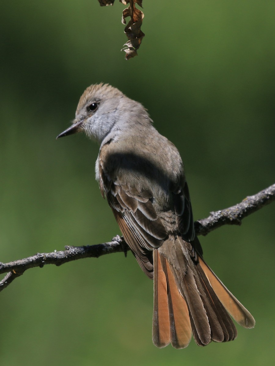 Ash-throated Flycatcher - mark lundgren