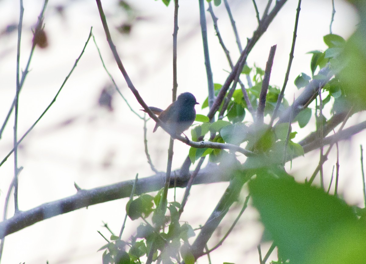 Blue-headed Fantail - ML619383473