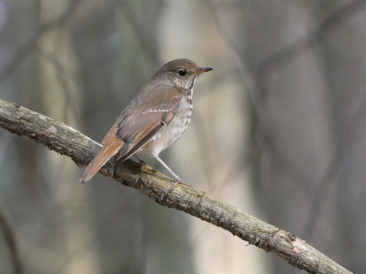 Hermit Thrush - Irene Cody