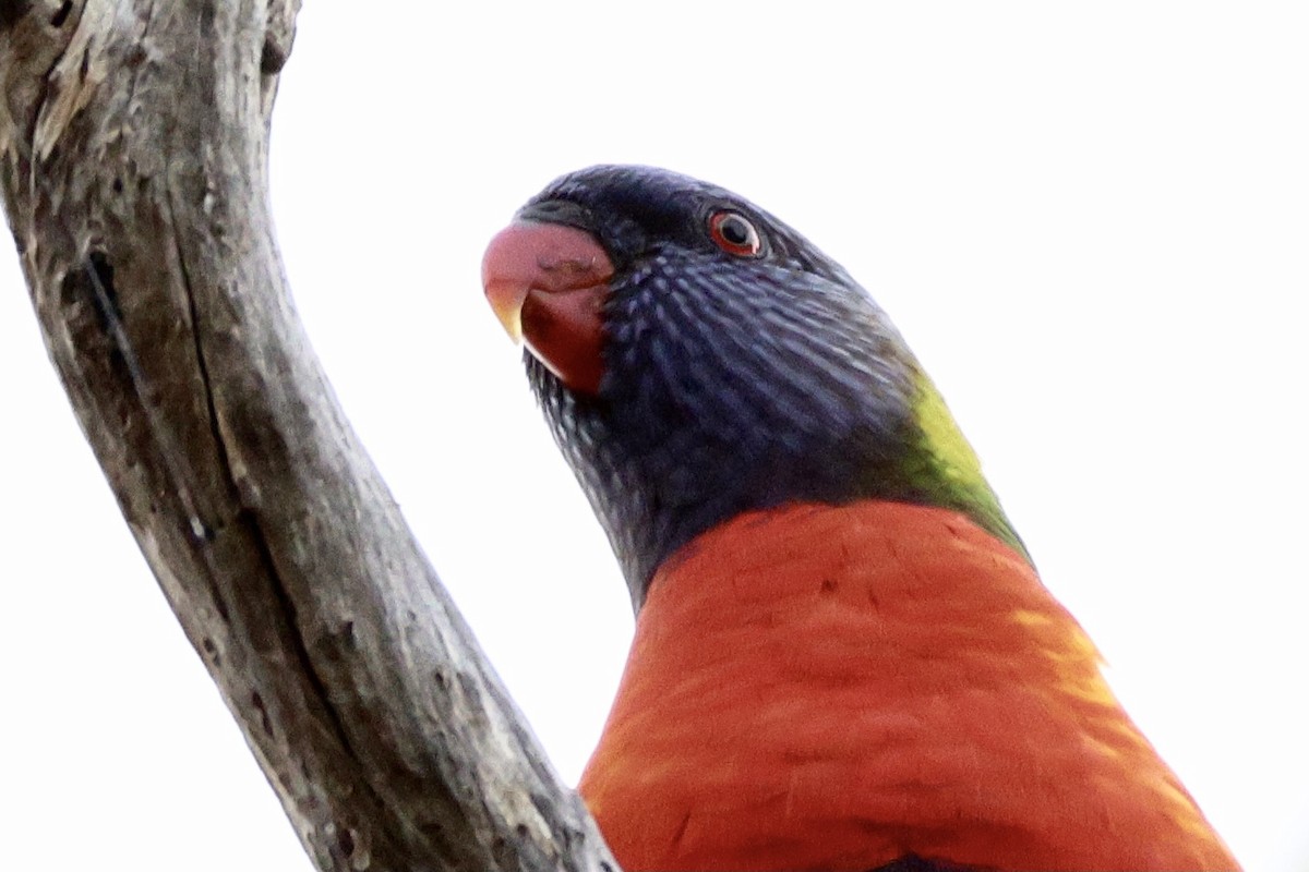 Rainbow Lorikeet - Terry O’Connor