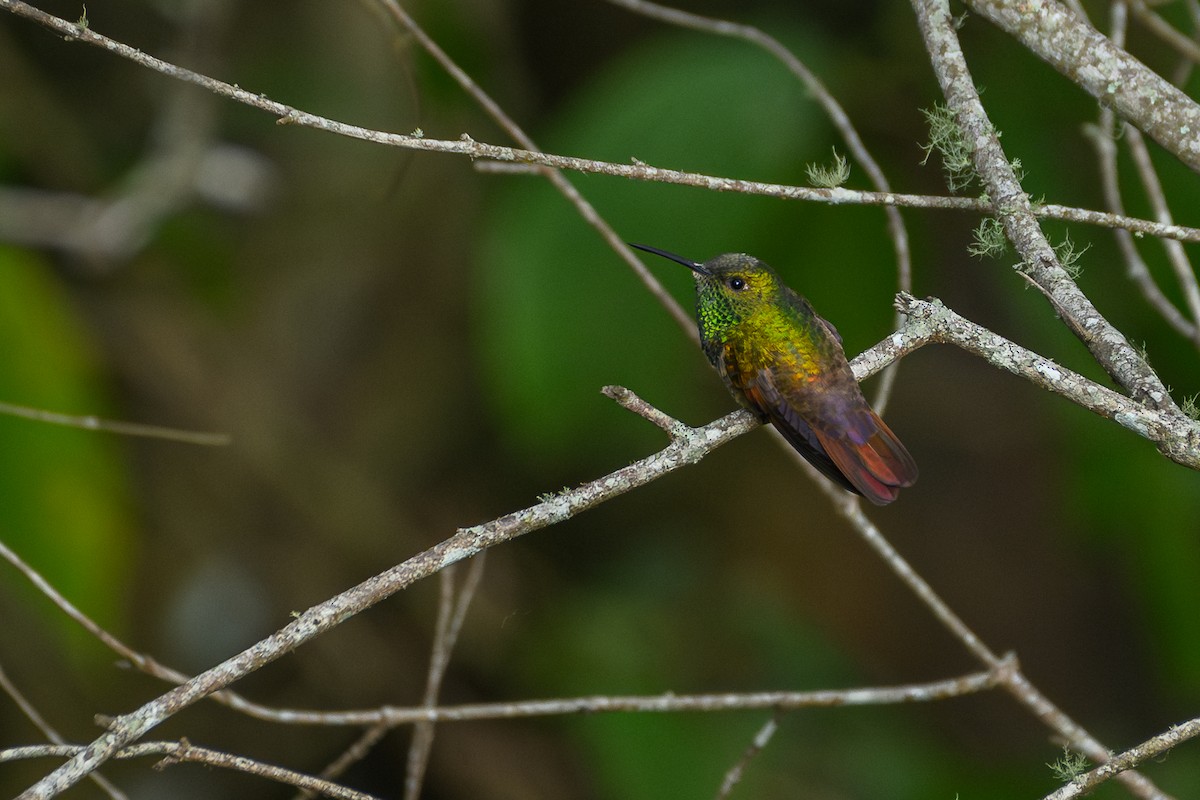 Berylline Hummingbird (Northern) - Poojan Gohil