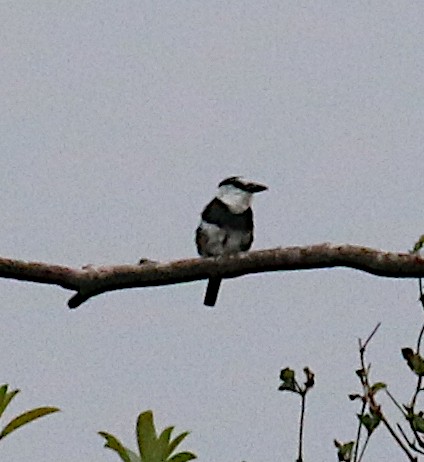 White-necked Puffbird - Leith Woodall