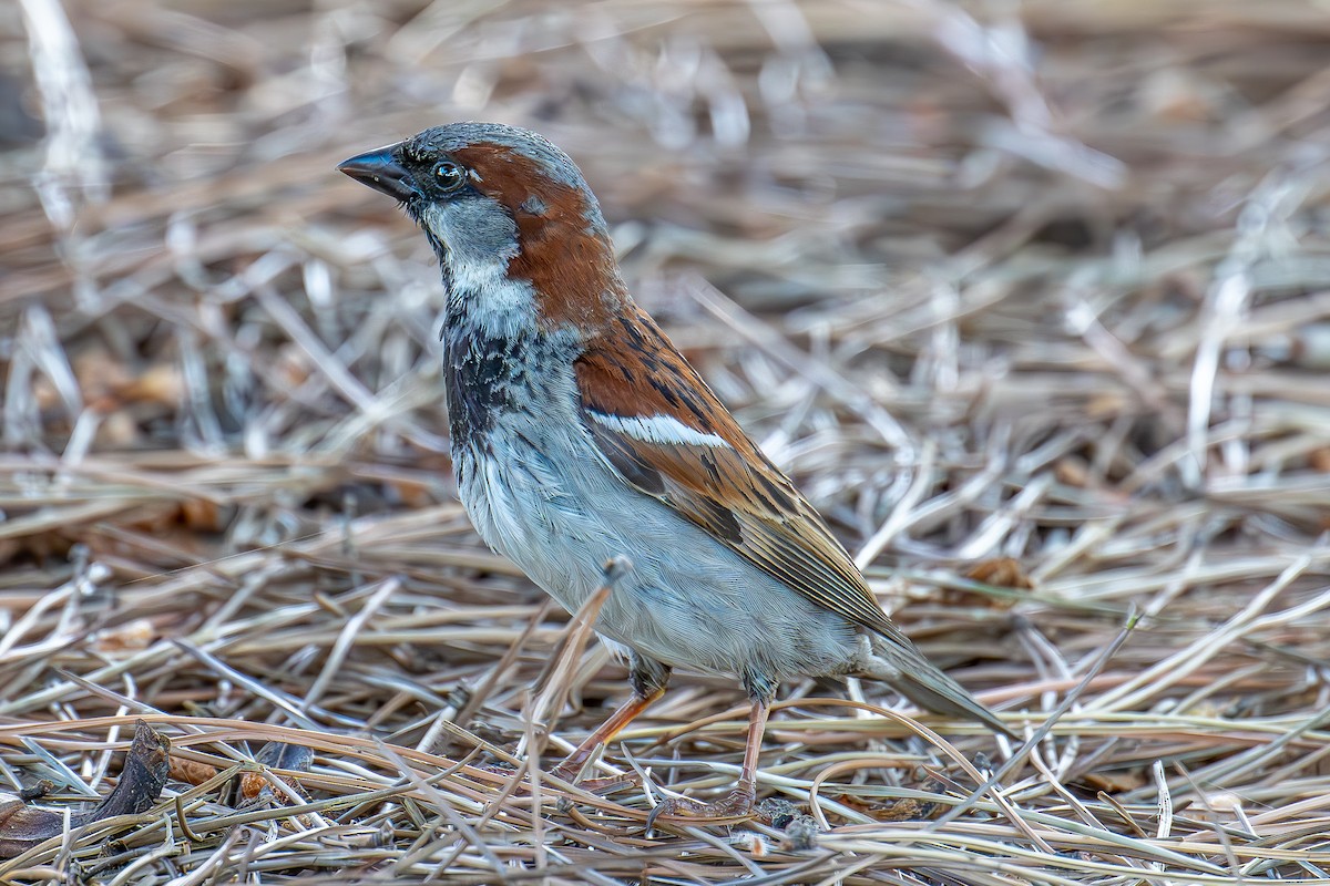 House Sparrow - ML619383504