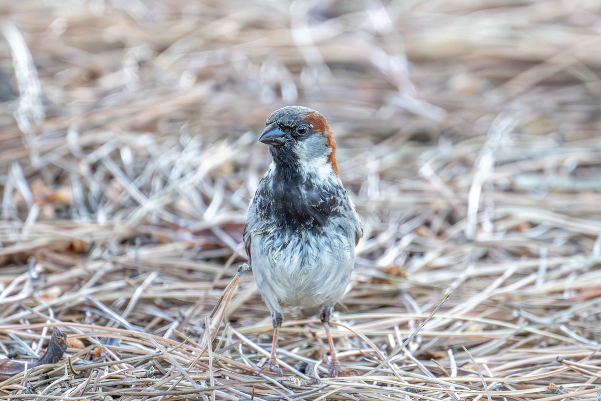 House Sparrow - Xiang Gao