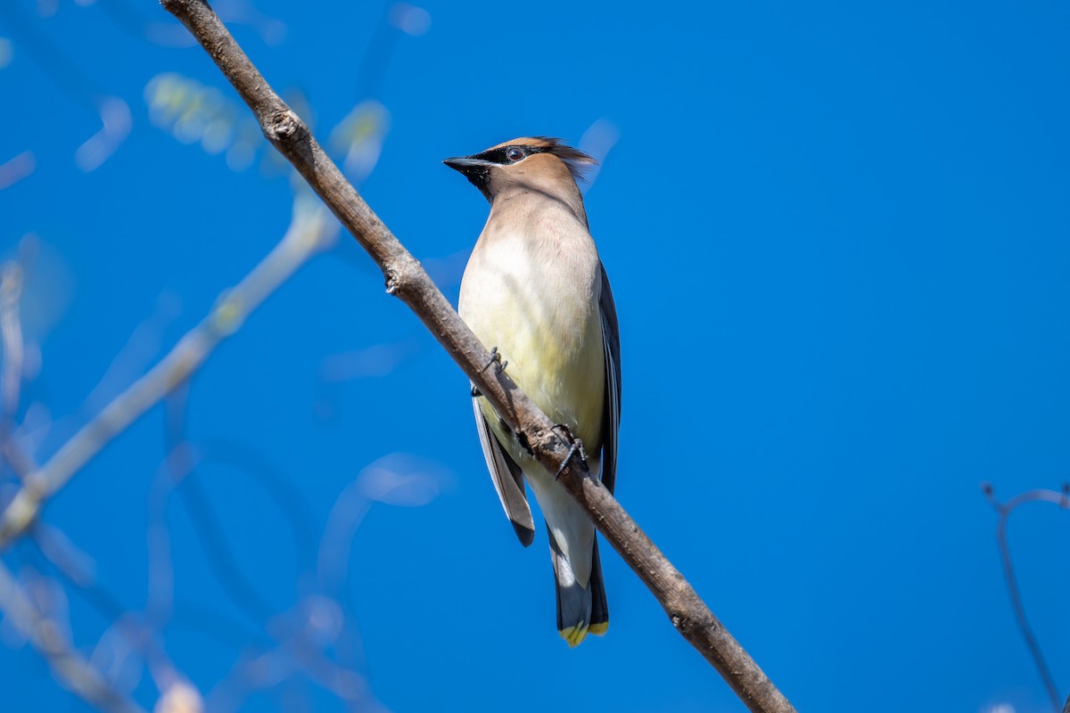 Cedar Waxwing - ML619383513