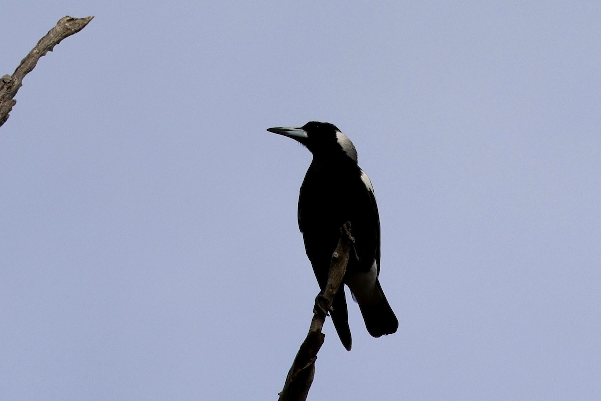 Australian Magpie - Terry O’Connor