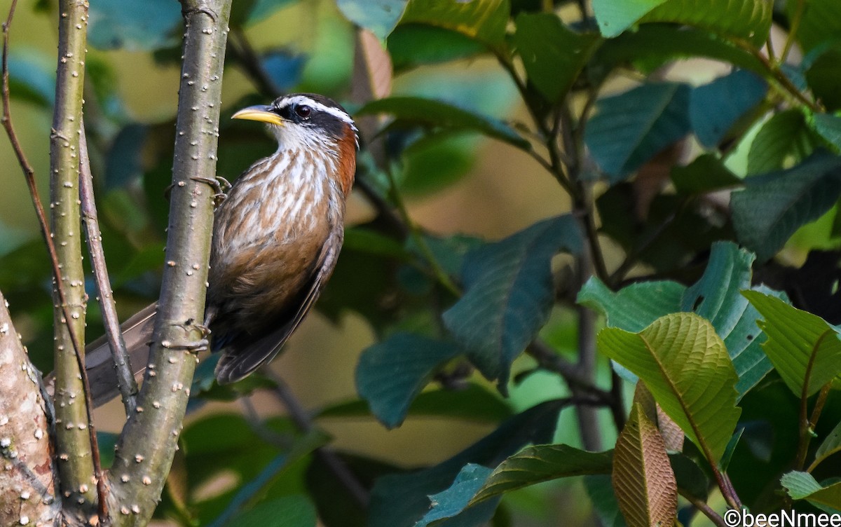 Streak-breasted Scimitar-Babbler - ML619383545