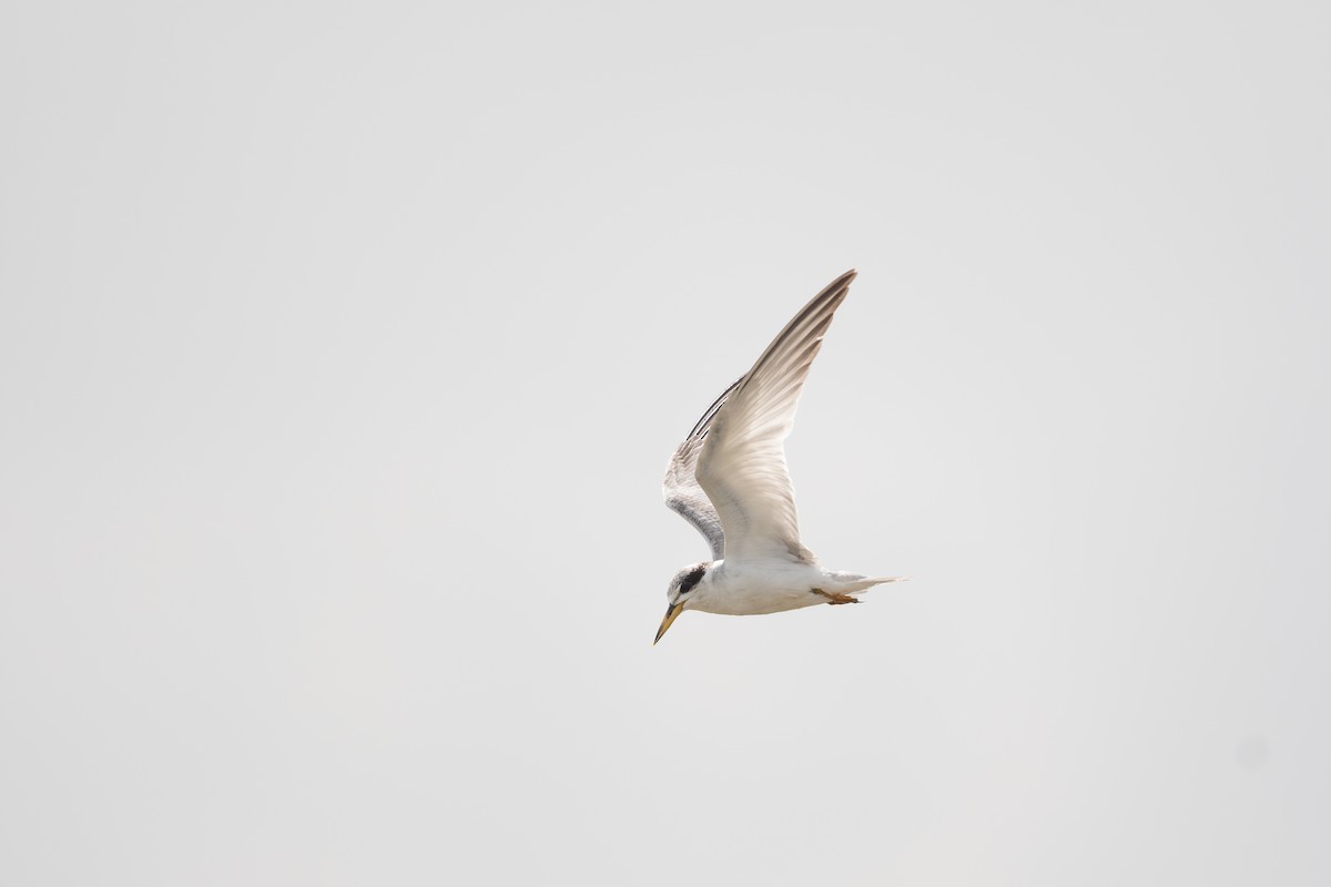 Yellow-billed Tern - ML619383546