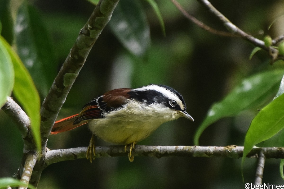 Red-tailed Minla - Bismoy Pati