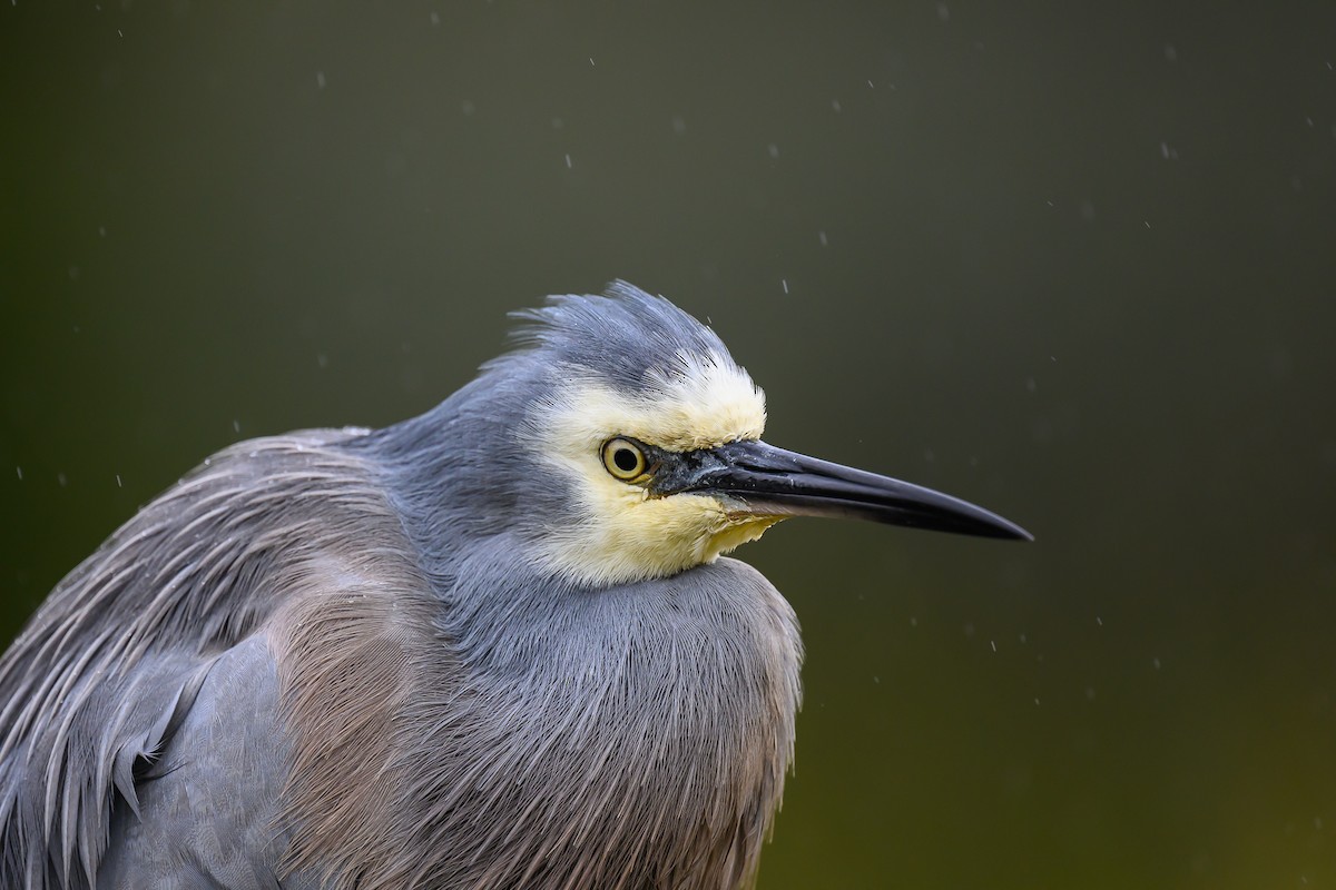 White-faced Heron - Eric Yeo