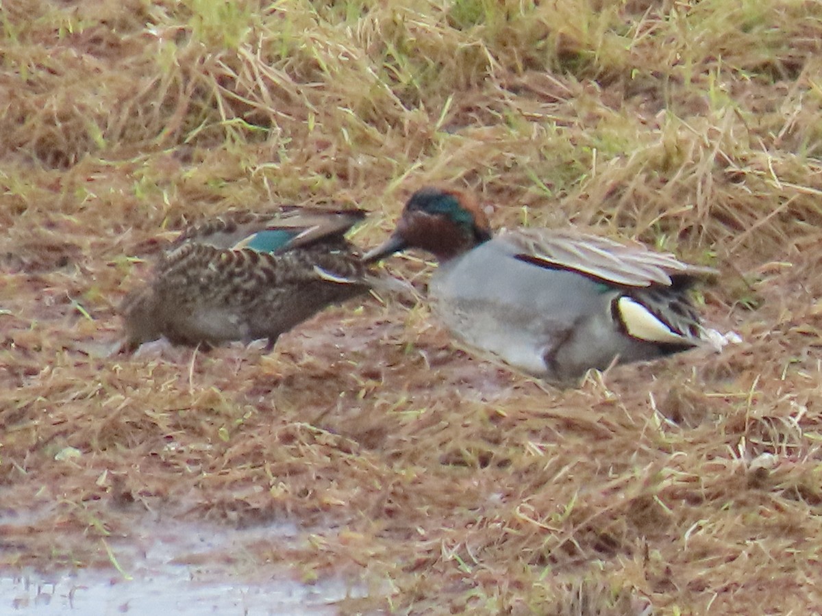 Green-winged Teal (Eurasian x American) - Laura Burke