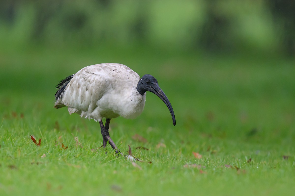 Australian Ibis - Eric Yeo