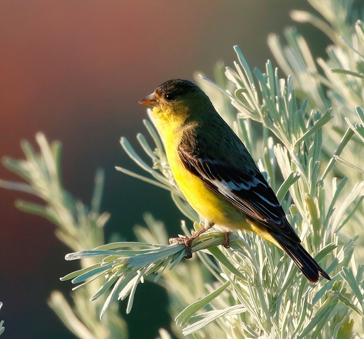 Lesser Goldfinch - Mark  Ludwick