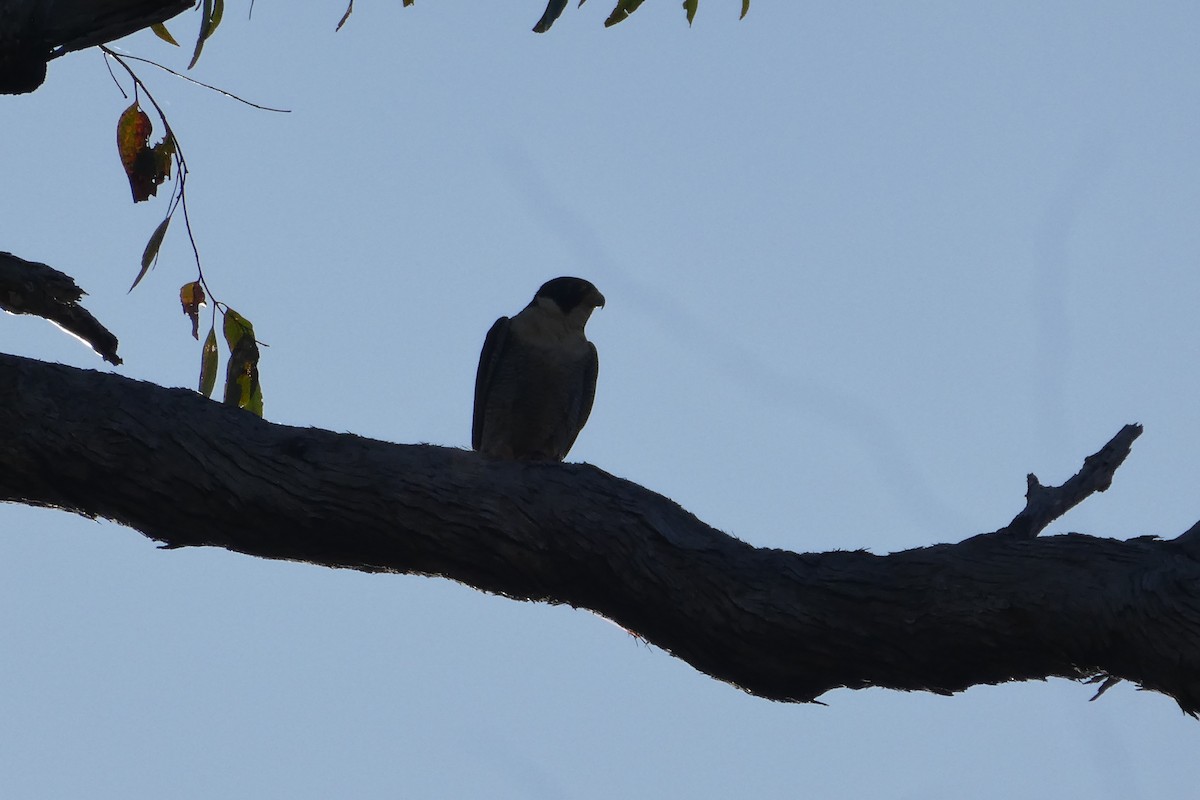 Peregrine Falcon - ML619383590