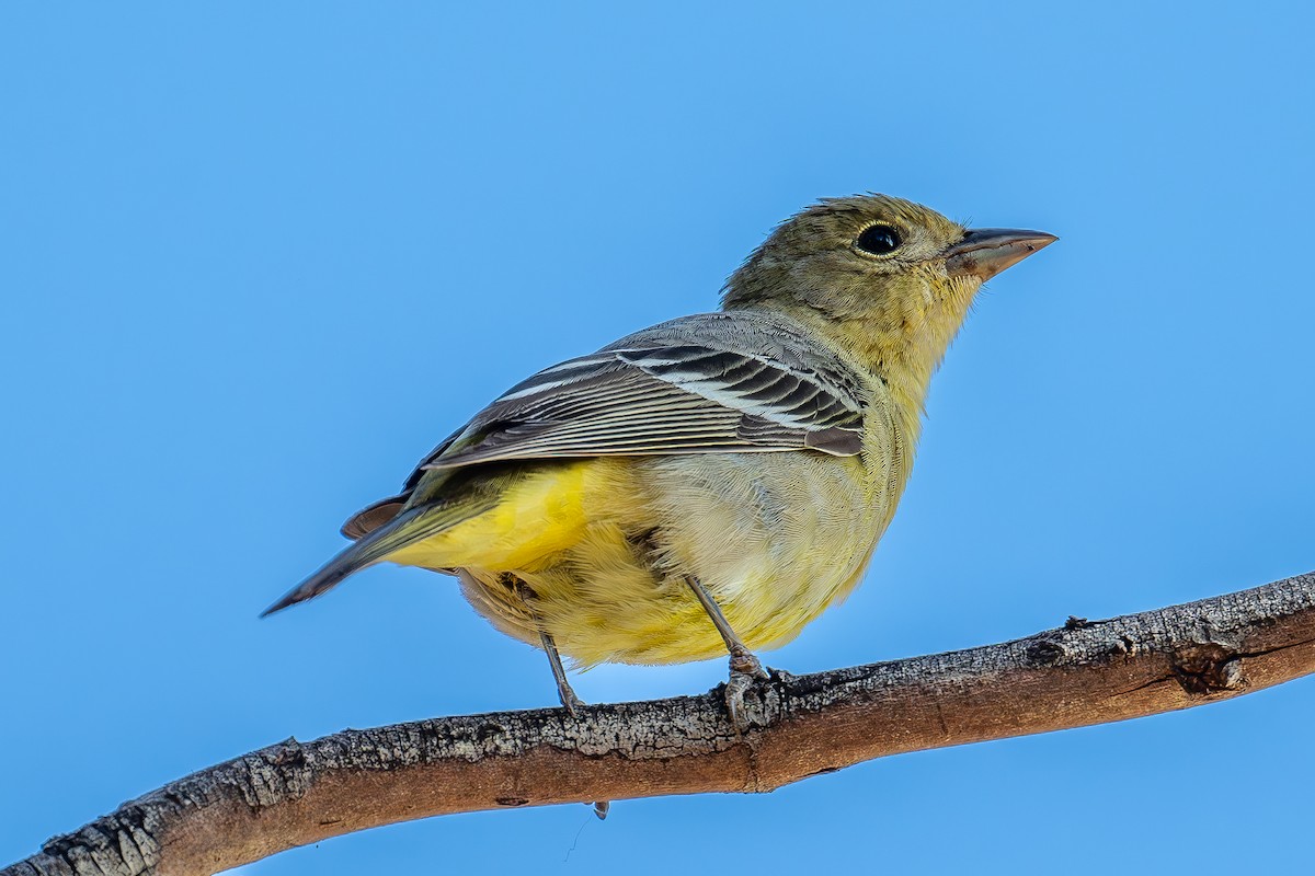 Western Tanager - ML619383591
