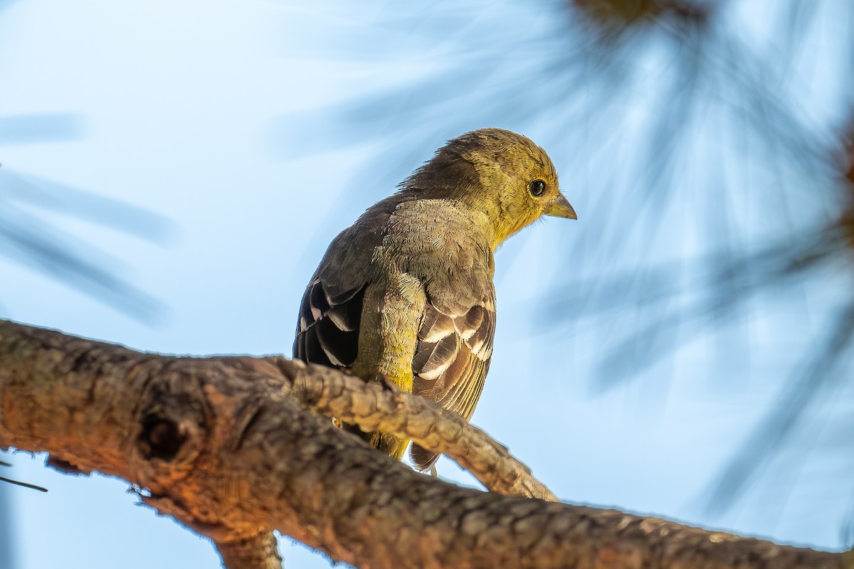 Western Tanager - ML619383592