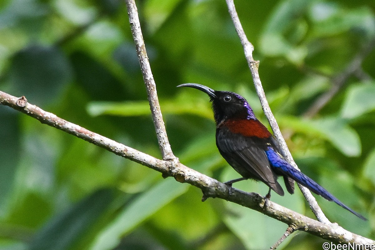 Black-throated Sunbird - Bismoy Pati