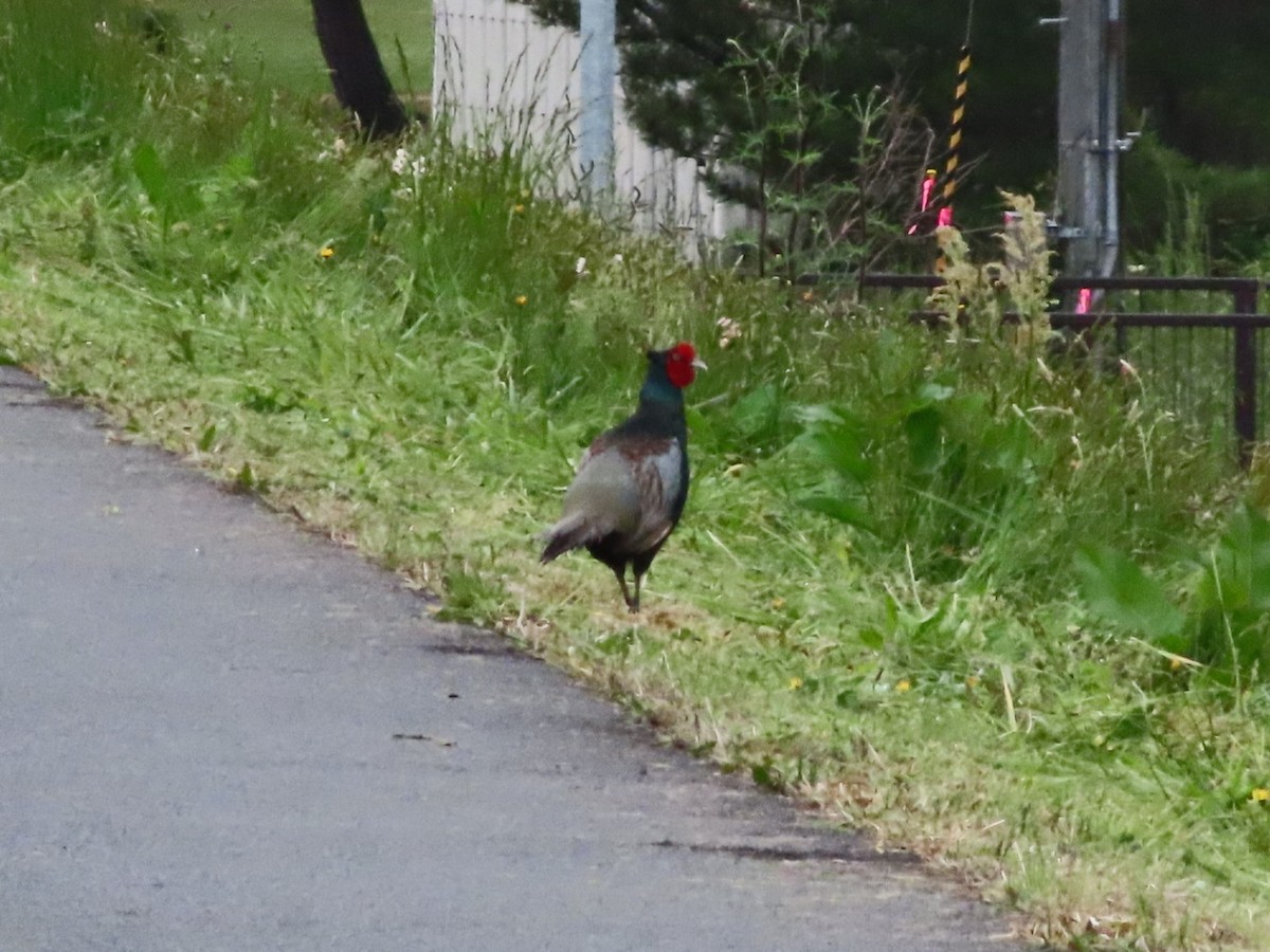 Green Pheasant - YUKIKO ISHIKAWA