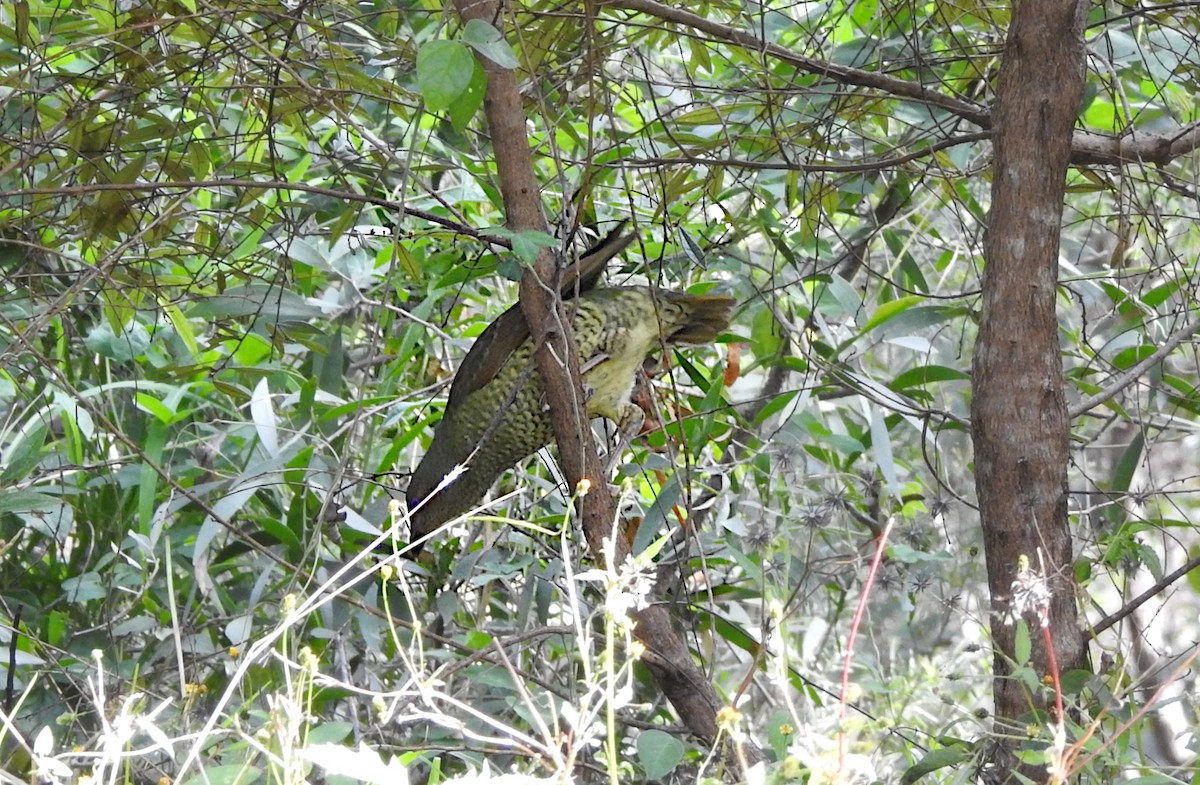 Satin Bowerbird - ML619383604