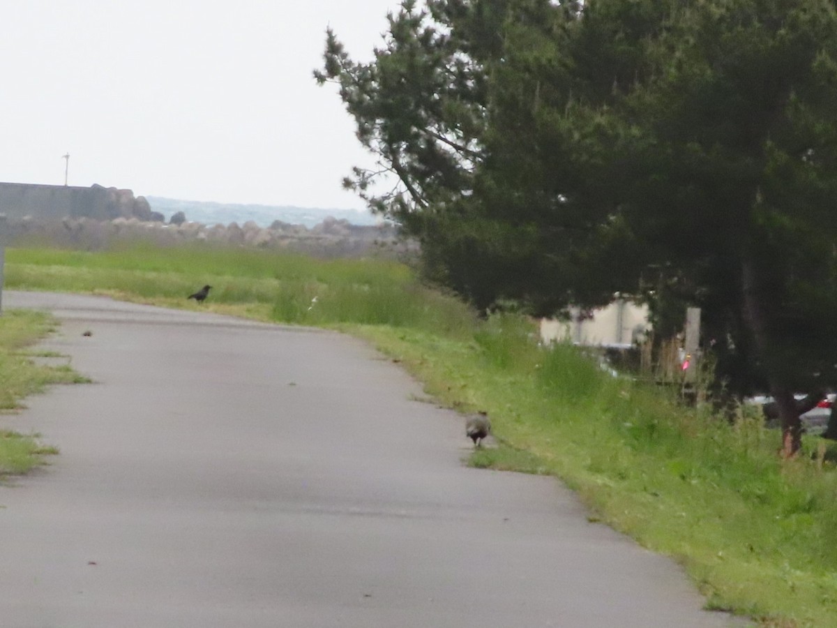 Carrion Crow - YUKIKO ISHIKAWA