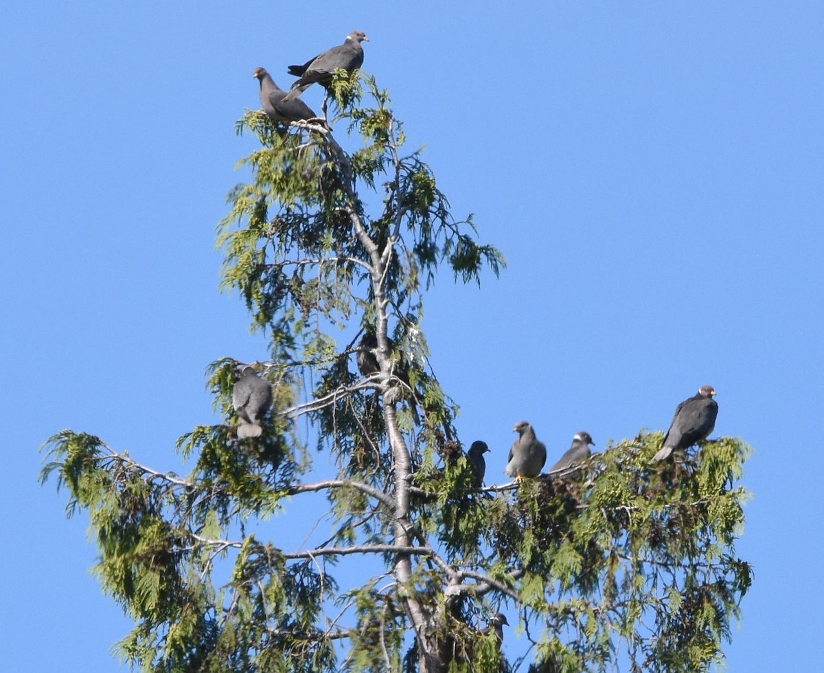 Band-tailed Pigeon - Karen Holland