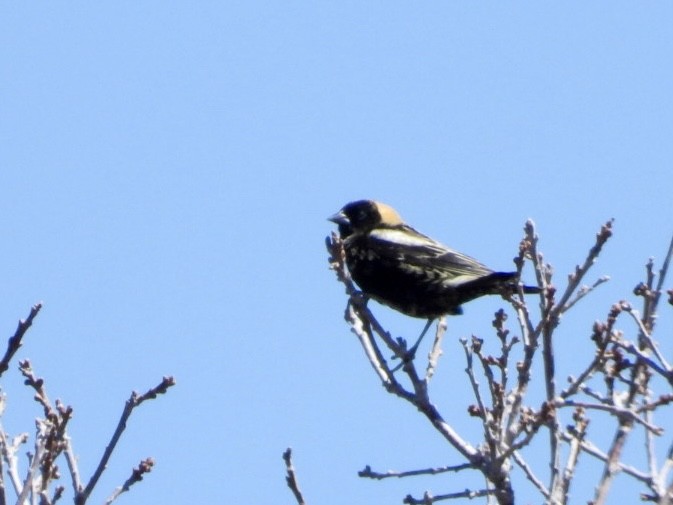 bobolink - ML619383633