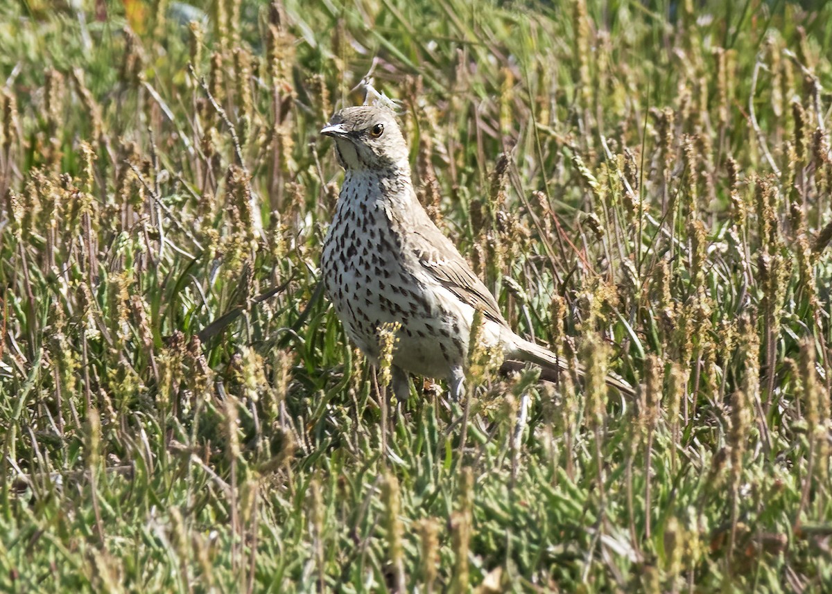 Sage Thrasher - Anonymous