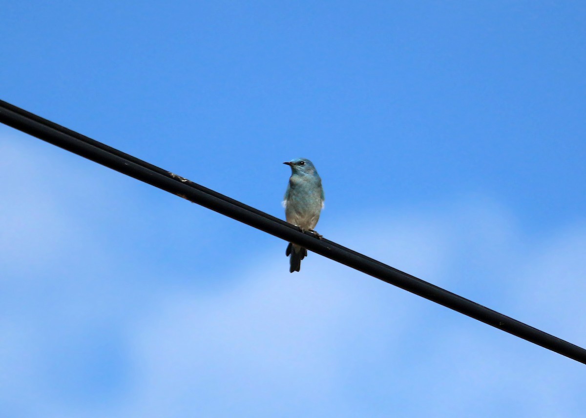 Mountain Bluebird - William Clark