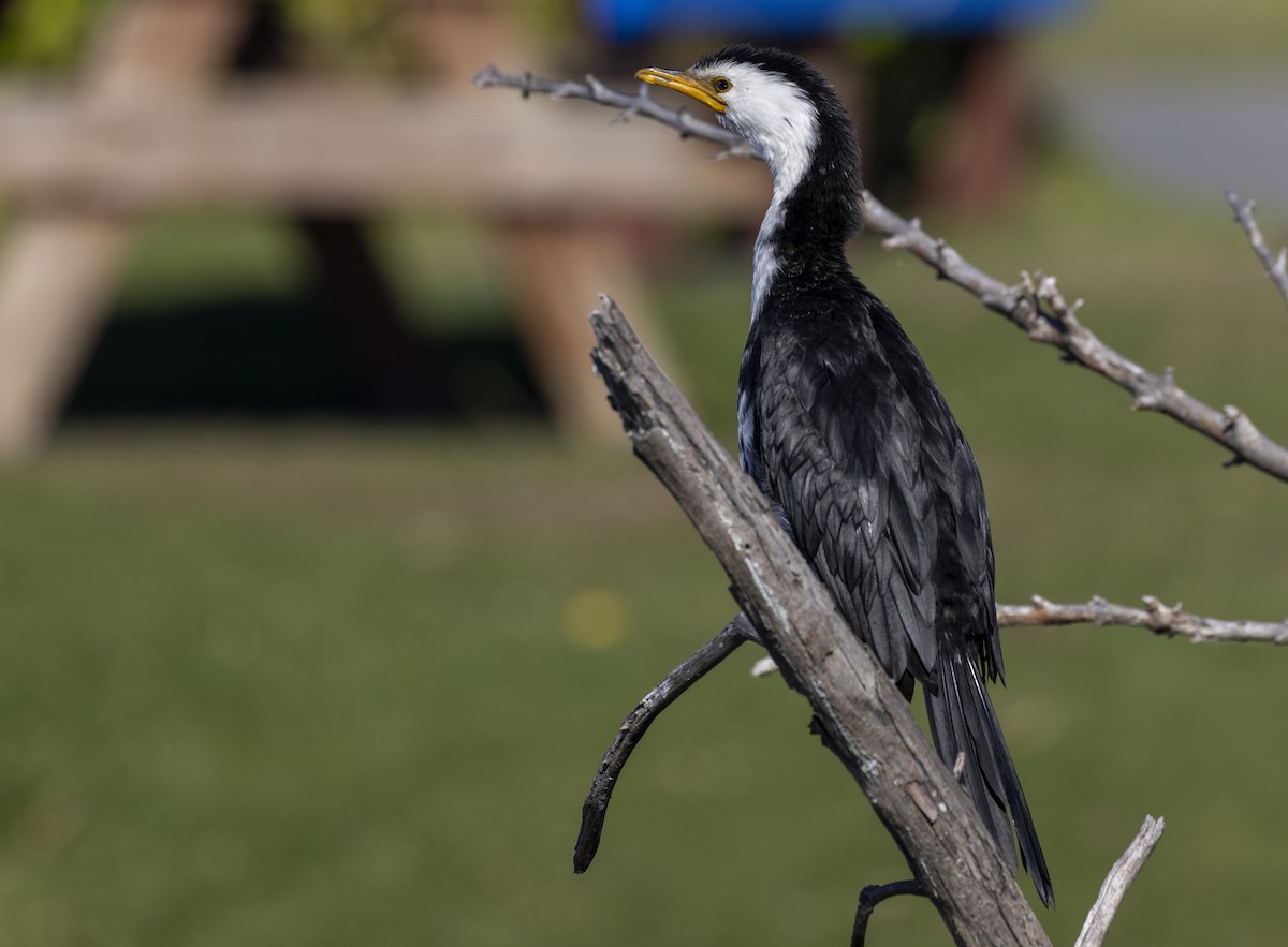 Little Pied Cormorant - Louise Thomas