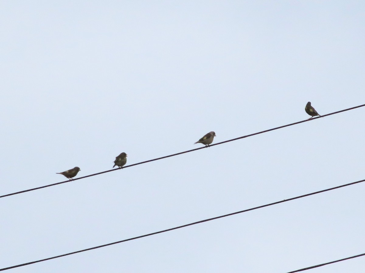 Oriental Greenfinch - YUKIKO ISHIKAWA