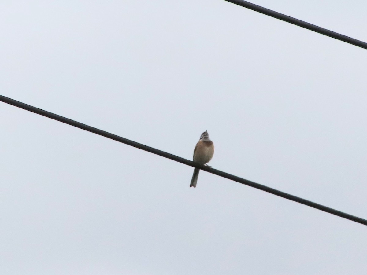 Meadow Bunting - YUKIKO ISHIKAWA