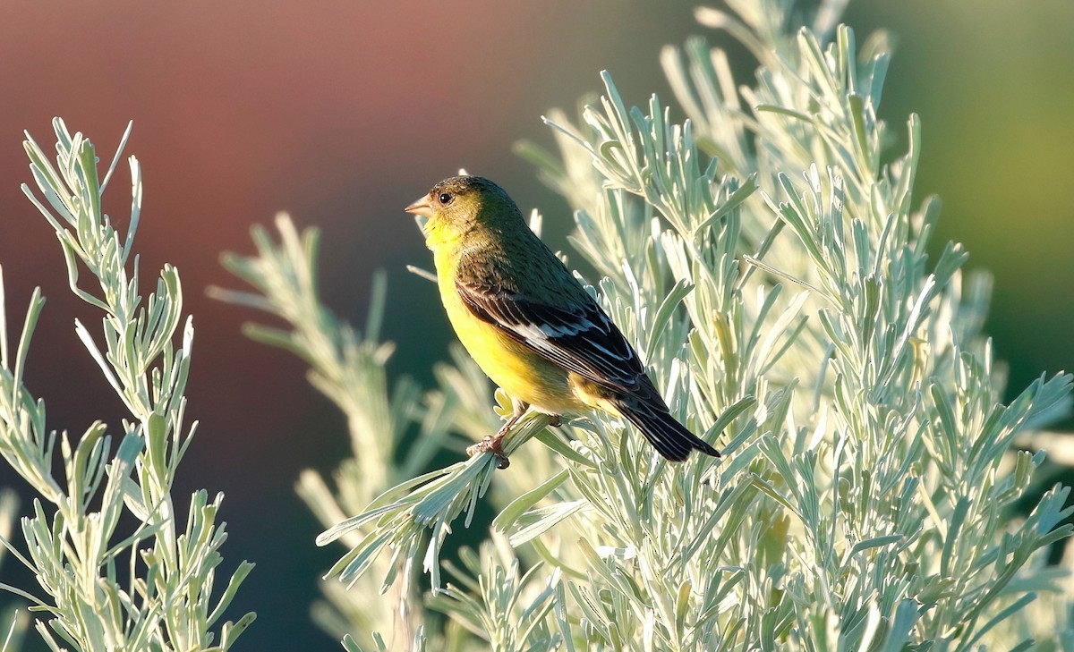 Lesser Goldfinch - Mark  Ludwick