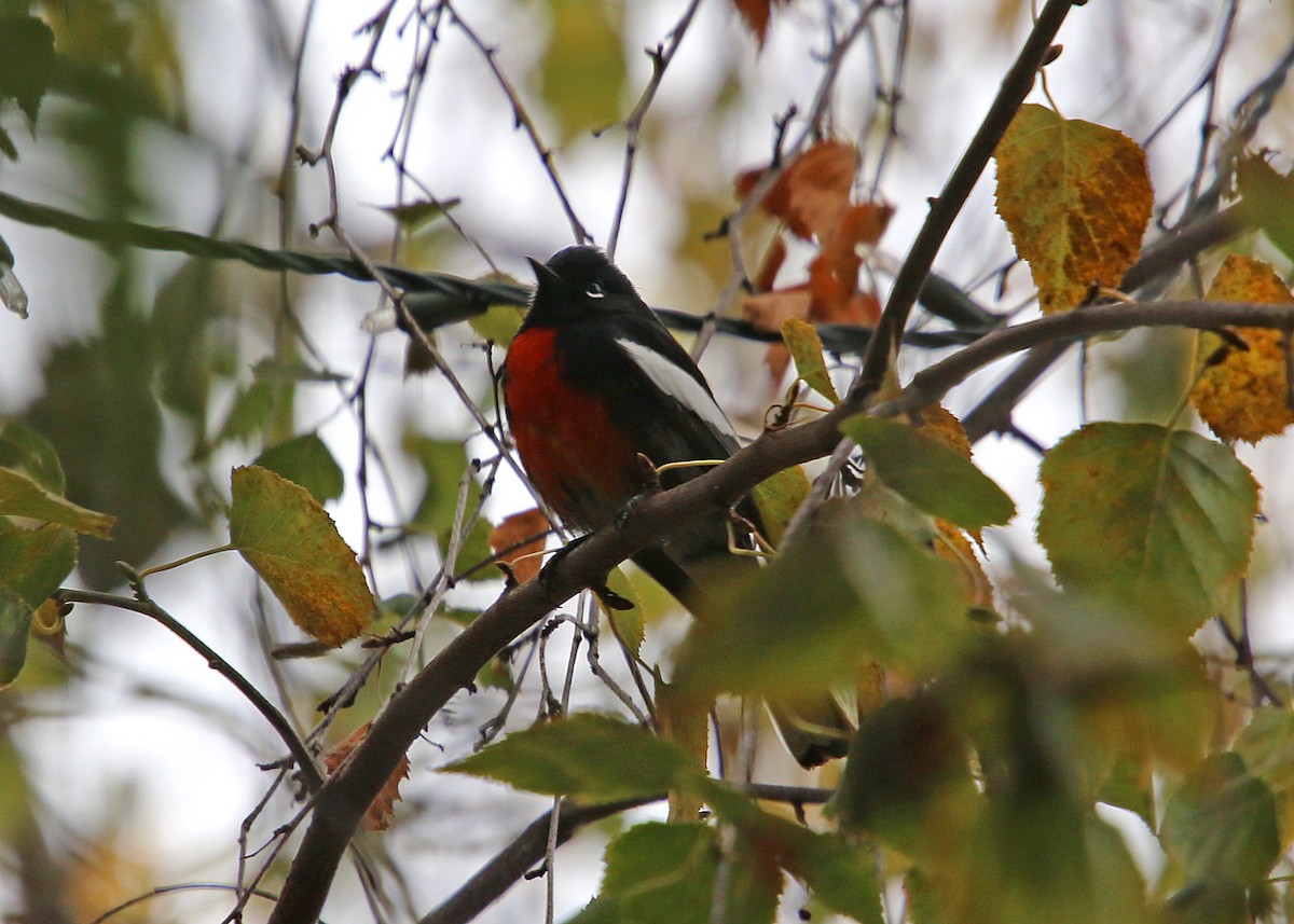 Painted Redstart - William Clark