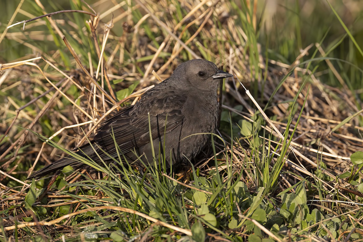 Brewer's Blackbird - Gerald Romanchuk