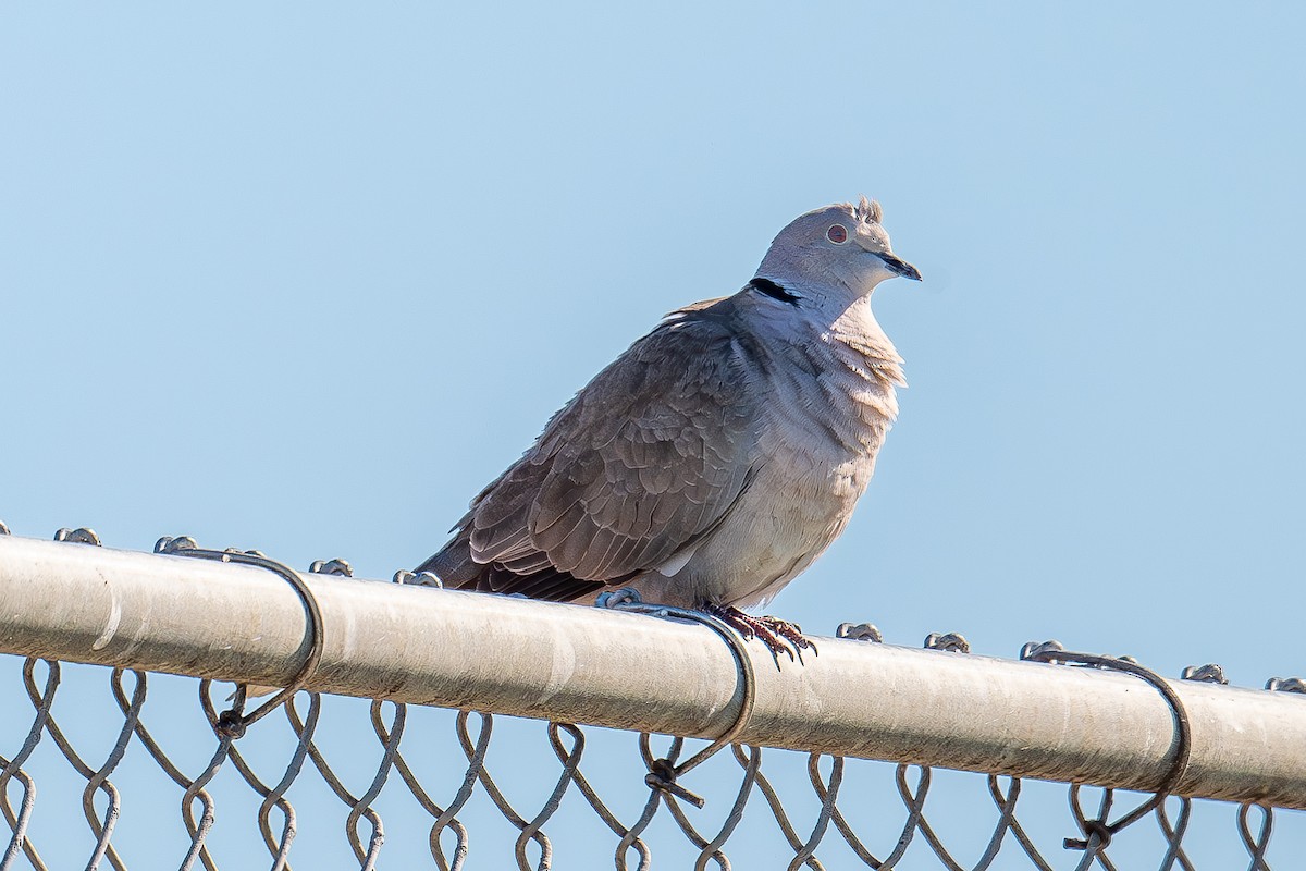 Eurasian Collared-Dove - ML619383725