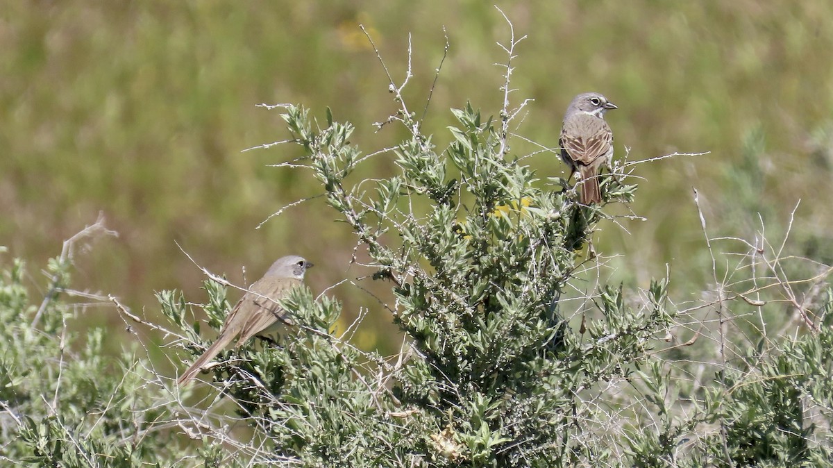 Bell's Sparrow - Petra Clayton