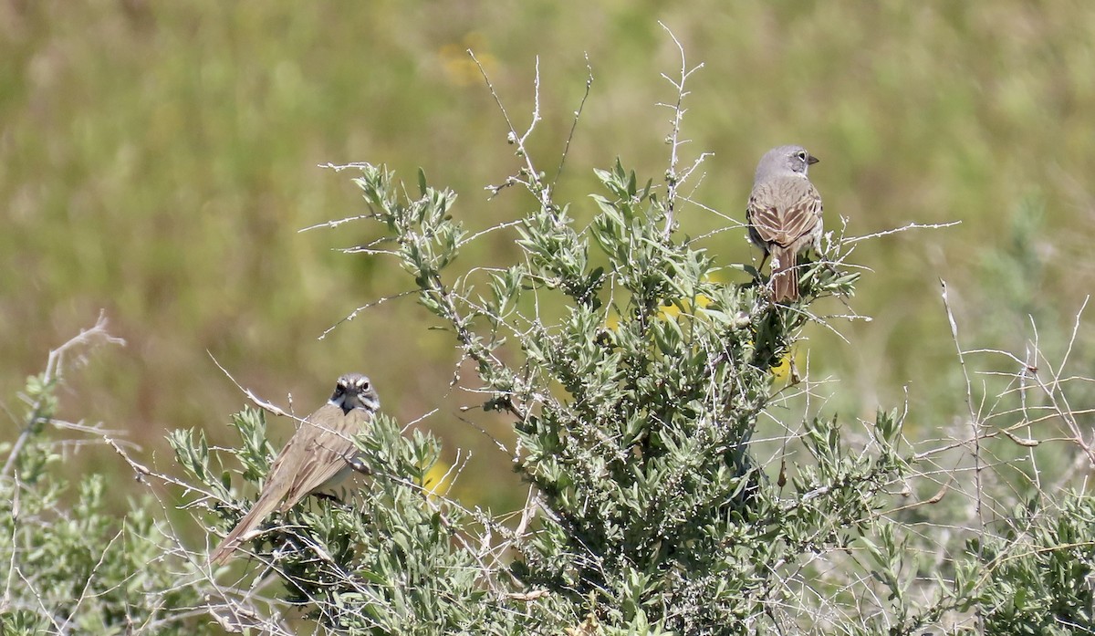 Bell's Sparrow - Petra Clayton