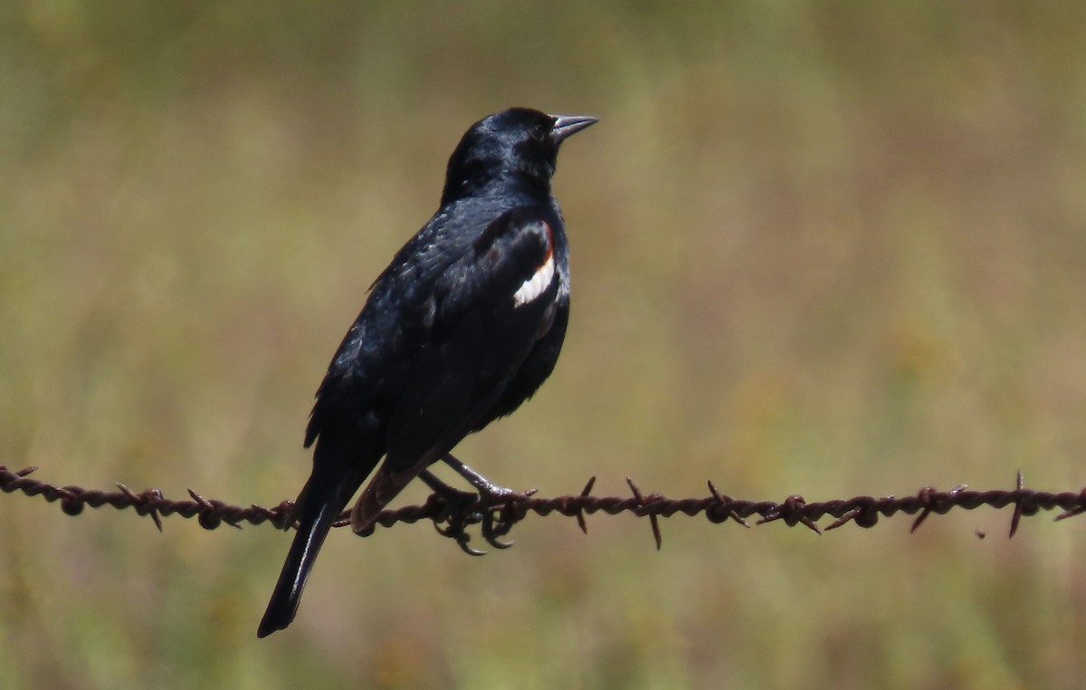 Tricolored Blackbird - Petra Clayton