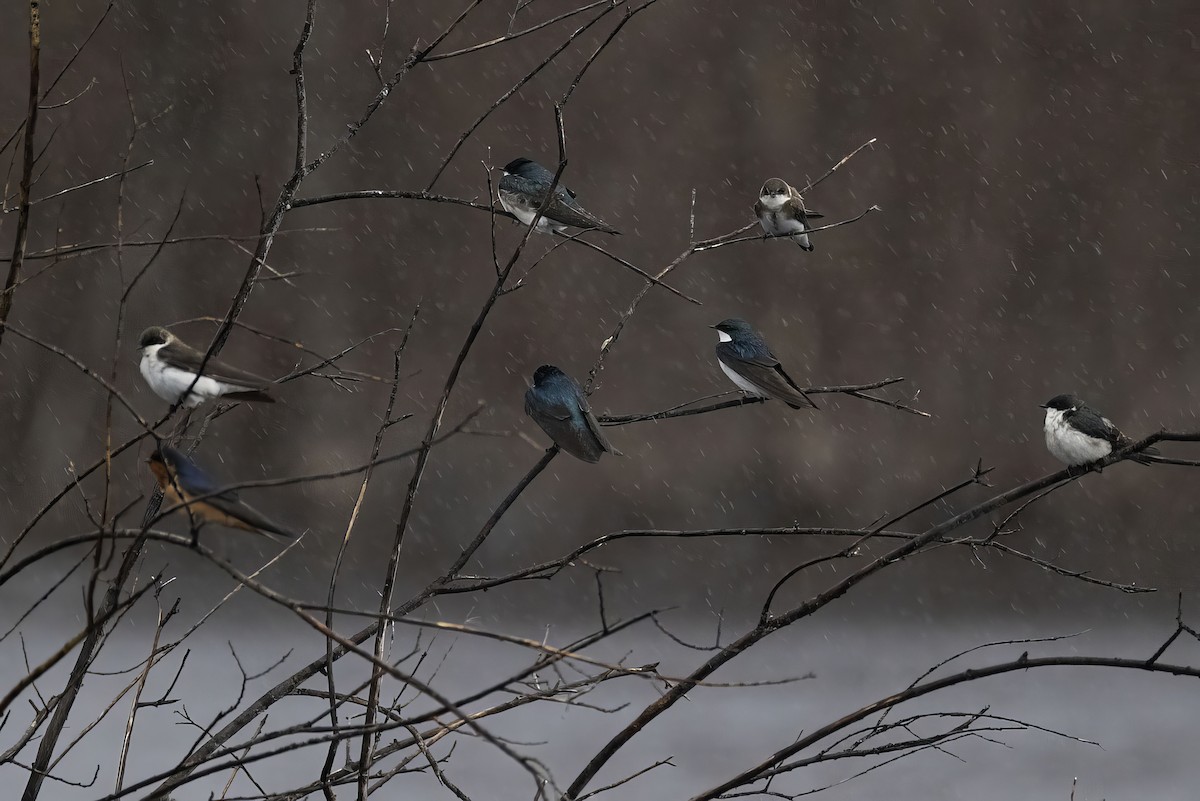 Tree Swallow - Gerald Romanchuk