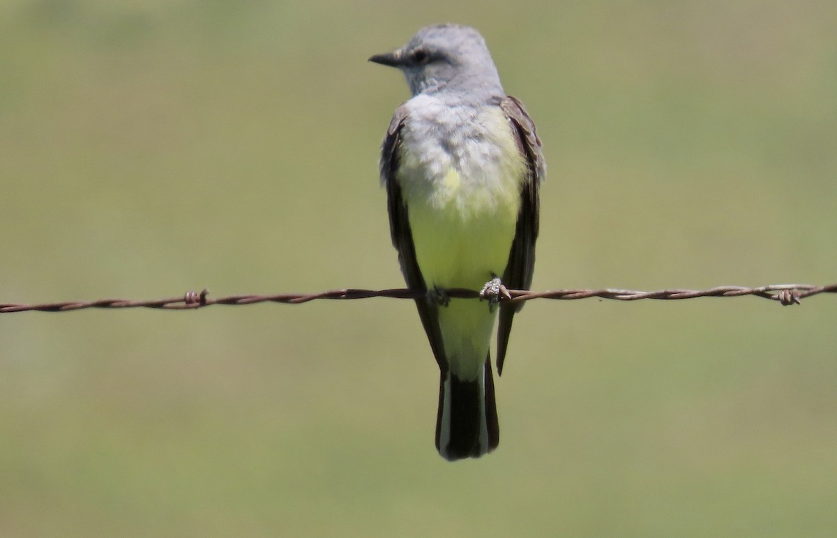 Western Kingbird - Petra Clayton