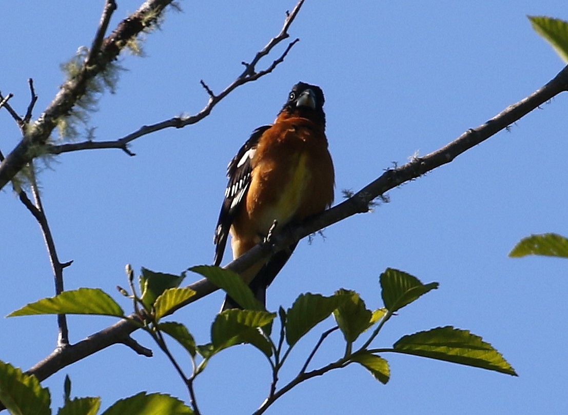 Black-headed Grosbeak - John F. Gatchet