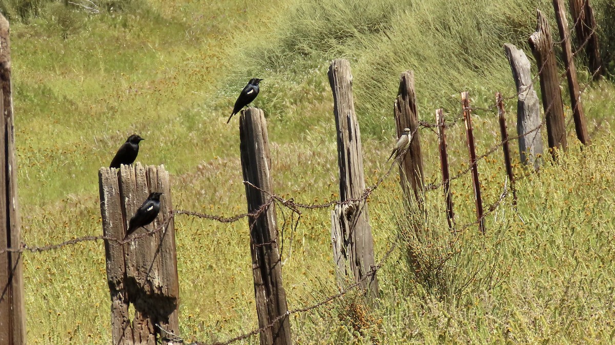 Tricolored Blackbird - Petra Clayton