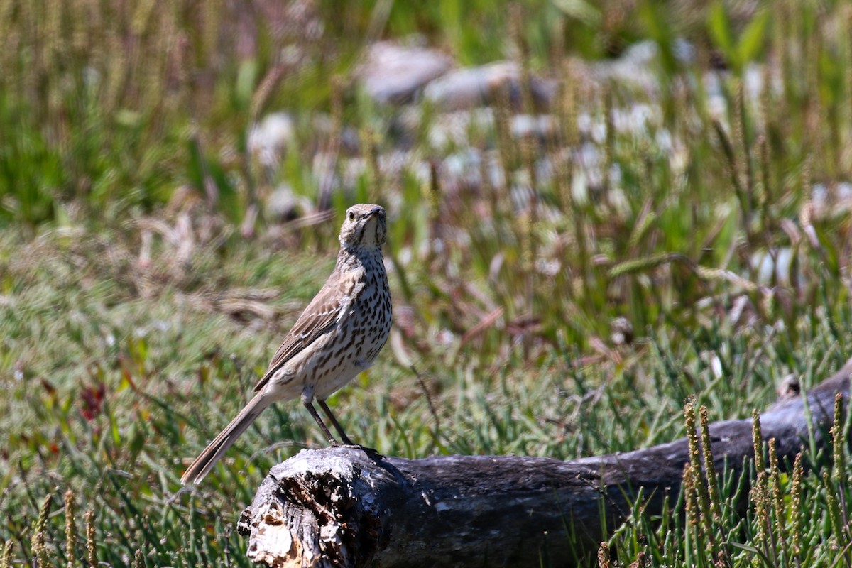 Sage Thrasher - Marie O'Shaughnessy