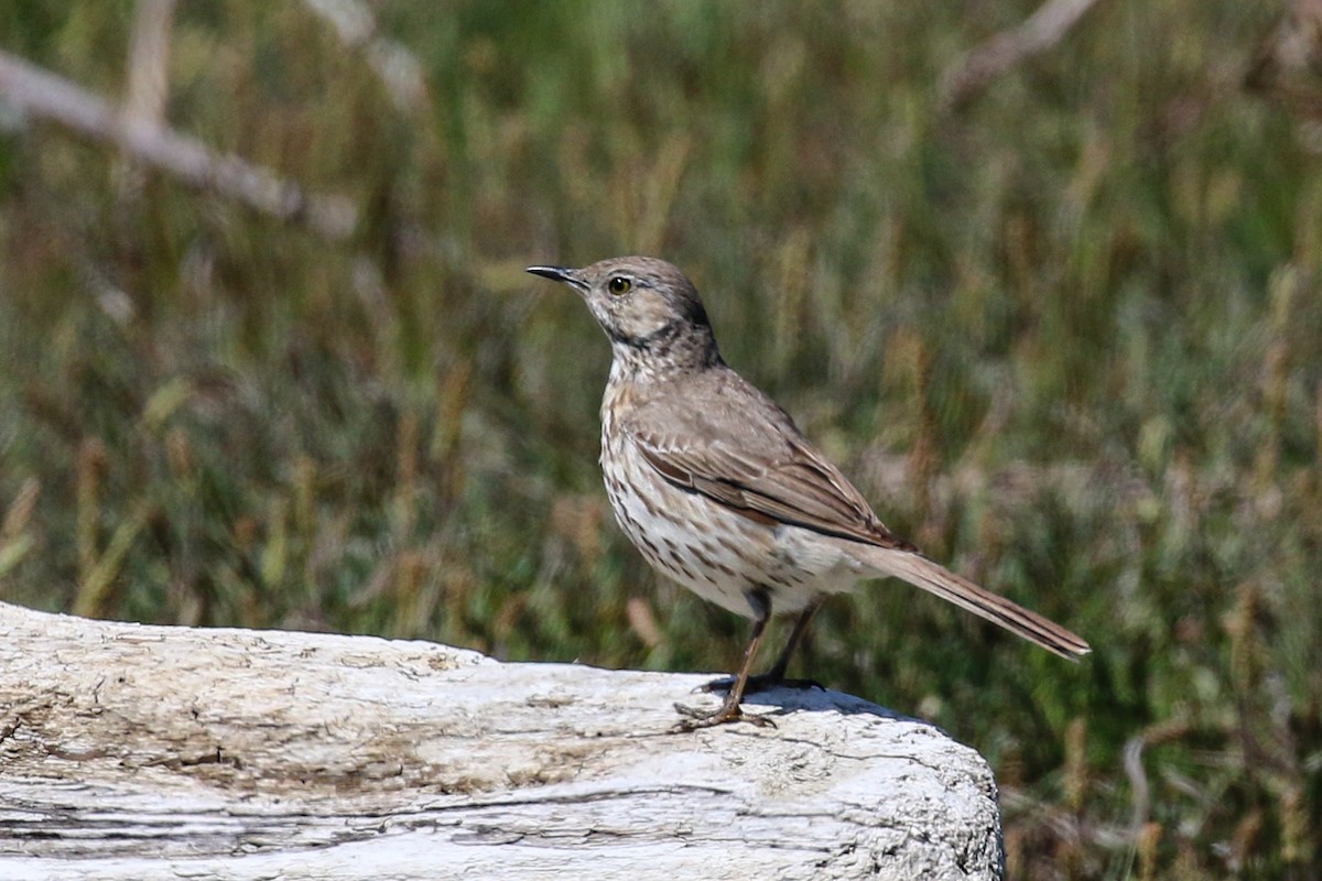 Sage Thrasher - Marie O'Shaughnessy