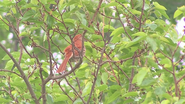 Brown Thrasher - ML619383781