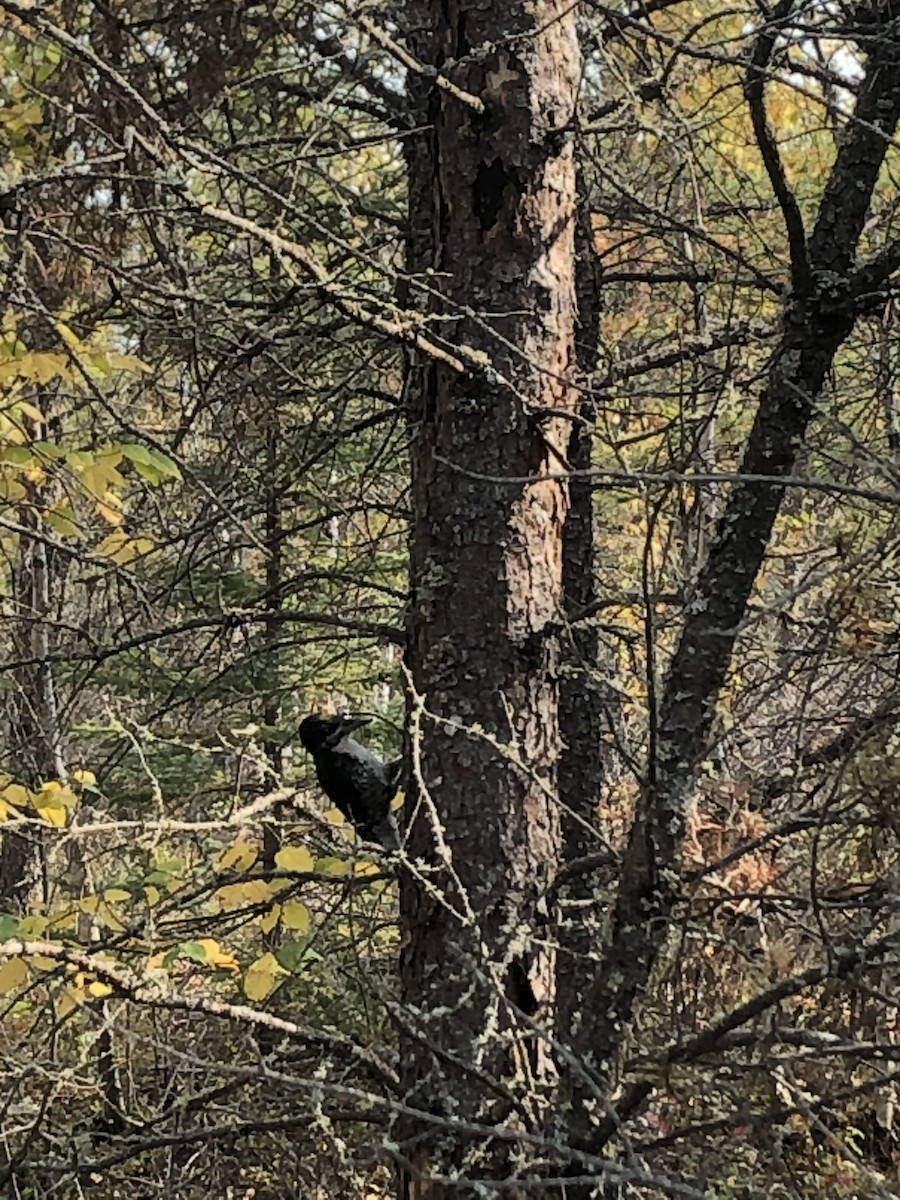 Black-backed Woodpecker - Pranav Sadana