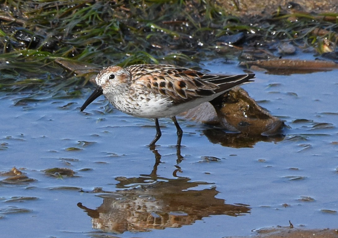 Bergstrandläufer - ML619383801